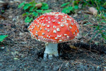 <i>Amanita muscaria</i> (L.) Lam. (Amanitaceae) - fly agaric; distribution: Europe, N-America, N-Asia - photo: Wolfgang Stuppy; ©RUB