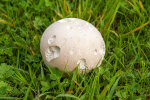 <i>Calvatia gigantea</i> (Batsch) Lloyd (Agaricaceae) - giant puffball; distribution: Mediterranean to S-Scandinavia - photo: Wolfgang Stuppy; ©RUB