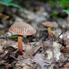 <i>Xerocomellus porosporus</i>  (Imler ex Watling) Šutara (Boletaceae) - sepia bolete; distribution: Europe - photo: Wolfgang Stuppy; ©RUB