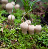 <i>Lycoperdon perlatum</i> Pers. (Agaricaceae) -  common puffball, warted puffball; distribution: worldwide - photo: Wolfgang Stuppy; ©RUB