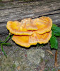 <i>Laetiporus sulphureus</i> -  (Bull.) Murrill (Fomitopsidaceae) - chicken-of-the-woods; distribution: worldwide - photo: Wolfgang Stuppy; ©RUB