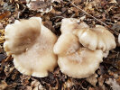 <i>Clitocybe nebularis</i> (Batsch) P. Kumm. (Tricholomataceae) - cloud funnel, clouded agaric; distribution: northern hemisphere - photo: Wolfgang Stuppy; ©RUB