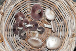 <i>Agaricus campestris</i> L. (Agaricaceae) - field mushroom ; distribution: Europe, N-Africa (incl. Canary Islands), N-America, Asia, Australia - photo: Wolfgang Stuppy; ©RUB