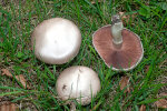 <i>Agaricus campestris</i> L. (Agaricaceae) - field mushroom ; distribution: Europe, N-Africa (incl. Canary Islands), N-America, Asia, Australia - photo: Wolfgang Stuppy; ©RUB