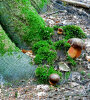 <i>Neoboletus erythropus</i> (Pers.) C. Hahn (Boletaceae) - constant bolete; distribution: Europe, N-Afrika, N-America - photo: Wolfgang Stuppy; ©RUB