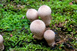 <i>Lycoperdon perlatum</i> Pers. (Agaricaceae) -  common puffball, warted puffball; distribution: worldwide - photo: Wolfgang Stuppy; ©RUB