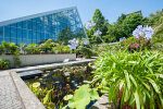 View across the lotus pond towards the tropical glasshouse - photo: Wolfgang Stuppy; ©RUB