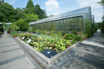 Lotus pond with the propagation glasshouses in the background - photo: Wolfgang Stuppy; ©RUB