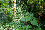 Tropical glasshouse - photo: Wolfgang Stuppy; ©RUB