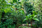 Tropical glasshouse - photo: Wolfgang Stuppy; ©RUB