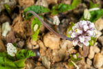 <i>Drimiopsis burkei</i> Baker (Asparagaceae); distribution: Zimbabwe to KwaZulu-Natal - photo: Wolfgang Stuppy; ©RUB