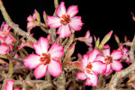 <i>Adenium obesum</i> (Forssk.) Roem. & Schult. (Apocynaceae) - desert rose; distribution: trop. Africa to Arabian Peninsular & Tanzania - photo: Wolfgang Stuppy; ©RUB