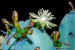 <i>Myrtillocactus geometrizans</i> (Mart. ex Pfeiff.) Console (Cactaceae); distribution: Mexico - photo: Wolfgang Stuppy; ©RUB