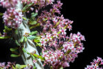 <i>Ceraria namaquensis</i> (Sond.) H.Pearson & Stephens (Didiereaceae); distribution: S-Namibia to N-Cape Province - photo: Wolfgang Stuppy; ©RUB