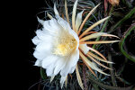 <i>Selenicereus grandiflorus</i> (L.) Britton & Rose (Cactaceae) - queen of the night; distribution: Mexico to Guatemala & N-Caribbean - photo: Wolfgang Stuppy; ©RUB