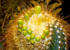 <i>Coleocephalocereus aureus</i> F.Ritter (Cactaceae); distribution: Brazil (Minas Gerais) - photo: Wolfgang Stuppy; ©RUB