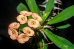 <i>Euphorbia geroldii</i> Rauh (Euphorbiaceae); distribution: NE-Madagascar - photo: Wolfgang Stuppy; ©RUB