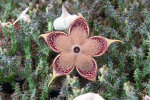 <i>Edithcolea grandis</i> N.E.Br. (Apocynaceae); distribution: Ethiopia to Tanzania, Socotra, Yemen - photo: Wolfgang Stuppy; ©RUB