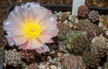 <i>Tephrocactus bonnieae</i> (D.J.Ferguson & R.Kiesling) Stuppy (Cactaceae); distribution: Argentina (Catamarca) - photo: Wolfgang Stuppy; ©RUB