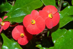 <i>Euphorbia geroldii</i> Rauh (Euphorbiaceae); distribution: NE-Madagascar - photo: Wolfgang Stuppy; ©RUB