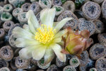 <i>Maihueniopsis clavarioides</i> (Otto ex Pfeiff.) E.F.Anderson (Cactaceae); distribution: Argentina - photo: Wolfgang Stuppy; ©RUB