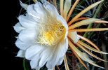 <i>Selenicereus grandiflorus</i> (L.) Britton & Rose (Cactaceae) - queen of the night; distribution: Mexico to Guatemala & N-Caribbean - photo: Wolfgang Stuppy; ©RUB