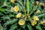 <i>Euphorbia cap-saintemariensis</i> Rauh (Euphorbiaceae); distribution: S-Madagascar - photo: Wolfgang Stuppy; ©RUB