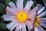 <i>Tephrocactus bonnieae</i> (D.J.Ferguson & R.Kiesling) Stuppy (Cactaceae); distribution: Argentina (Catamarca) - photo: Wolfgang Stuppy; ©RUB