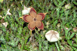 <i>Edithcolea grandis</i> N.E.Br. (Apocynaceae); distribution: Ethiopia to Tanzania, Socotra, Yemen - photo: Wolfgang Stuppy; ©RUB