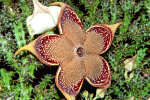 <i>Edithcolea grandis</i> N.E.Br. (Apocynaceae); distribution: Ethiopia to Tanzania, Socotra, Yemen - photo: Wolfgang Stuppy; ©RUB