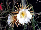 <i>Selenicereus grandiflorus</i> (L.) Britton & Rose (Cactaceae) - queen of the night; distribution: Mexico to Guatemala & N-Caribbean - photo: Wolfgang Stuppy; ©RUB