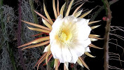 <i>Selenicereus grandiflorus</i> (L.) Britton & Rose (Cactaceae) - queen of the night; distribution: Mexico to Guatemala & N-Caribbean - photo: Wolfgang Stuppy; ©RUB