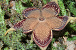 <i>Edithcolea grandis</i> N.E.Br. (Apocynaceae); distribution: Ethiopia to Tanzania, Socotra, Yemen - photo: Wolfgang Stuppy; ©RUB