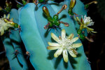 <i>Myrtillocactus geometrizans</i> (Mart. ex Pfeiff.) Console (Cactaceae); distribution: Mexico - photo: Wolfgang Stuppy; ©RUB