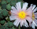 <i>Tephrocactus bonnieae</i> (D.J.Ferguson & R.Kiesling) Stuppy (Cactaceae); distribution: Argentina (Catamarca) - photo: Wolfgang Stuppy; ©RUB