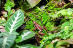 <i>Epipedobates anthonyi</i> (Noble)  (Dendrobatidae - Baumsteigerfrösche) - Anthony's poison arrow frog; distribution: SW-Ecuador & NW-Peru - photo: Wolfgang Stuppy; ©RUB