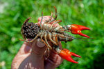 <i>Pacifastacus leniusculus</i> (Dana) (Astacidae - freshwater crayfish) - signal crayfish; distribution: originally from W-North Aamerica (USA & Kanada), in the meantime introduced and invasive almost all over Europe - photo: Klaus Dieter Kaufmann