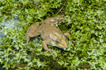 <i>Rana esculenta</i> L. (syn. <i>Pelophylax esculentus</i>L., Ranidae – true frogs) – common water frog, edible frog, not a biological species, but a cross between marsh frog (<i>Pelophylax ridibundus</i> (Pallas)) and pool frog (<i>Pelophylax lessonae</i> (Camerano)); distribution: E- & Cental Europe - photo: Wolfgang Stuppy; ©RUB