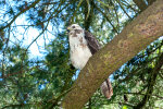 <i>Buteo buteo</i> (L.) (Accipitridae - Habichtartige) - common buzzard; distribution: Central Europe - photo: Wolfgang Stuppy, ©RUB