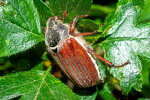 <i>Melolontha melolontha</i> Fabricius (Scarabaeidae - scarab beetles) - maybug, maybeetle, common cockchafer; distribution: Europe - photo: Wolfgang Stuppy; ©RUB