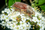 <i>Melolontha melolontha</i> Fabricius (Scarabaeidae - scarab beetles) - maybug, maybeetle, common cockchafer; distribution: Europe - photo: Wolfgang Stuppy; ©RUB