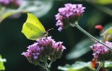 common brimstone (<i>Gonepteryx rhamni</i>) on Argentinan vervain, (<i>Verbena bonariensis</i>, Verbenaceae); photo: G. Dyker