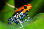 <i>Ranitomeya amazonica</i> (Schulte) "Arena Blanca" (Dendrobatidae - poison dart frogs) - Amazonas poison dart frog; distribution: Peru - photo: Wolfgang Stuppy; ©RUB