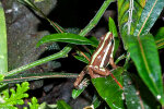 <i>Epipedobates anthonyi</i> (Noble)  (Dendrobatidae - poison dart frogs) - Anthony's poison arrow frog; distribution: SW-Ecuador & NW-Peru - photo: Wolfgang Stuppy; ©RUB