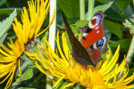 peacock butterfly (<i>Aglais io</i>) on elecampane (<i>Inula helenium</i>, Asteraceae); photo: W. Stuppy