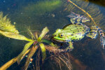 <i>Rana esculenta</i> L. (syn. <i>Pelophylax esculentus</i>L., Ranidae – true frogs) – common water frog, edible frog, not a biological species, but a cross between marsh frog (<i>Pelophylax ridibundus</i> (Pallas)) and pool frog (<i>Pelophylax lessonae</i> (Camerano)); distribution: E- & Cental Europe - photo: Wolfgang Stuppy; ©RUB