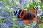 red admiral (<i>Vanessa atalanta</i>); photo: W. Stuppy