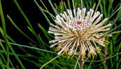 <i>Isopogon dawsonii</i> R.T.Baker (Proteaceae) - Nepean Cone Bush; distribution: New South Wales (Australia)  - photo: Wolfgang Stuppy; ©RUB