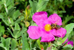 <i>Cistus x incanus</i> L. 'Sunset' - cultivar of the natural hybrid (<i>C. albidus × C. crispus</i>) from the western Mediterranean - photo: Wolfgang Stuppy; ©RUB