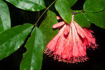 <i>Brownea grandiceps</i> Jacq. (Fabaceae) - rose of Venezuela; distribution: South America - photo: Wolfgang Stuppy; ©RUB